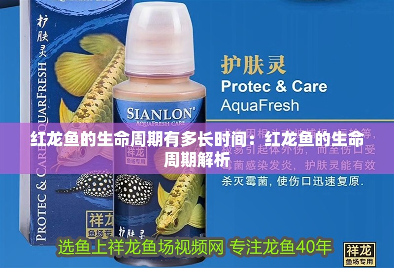 紅龍魚的生命周期有多長時間：紅龍魚的生命周期解析