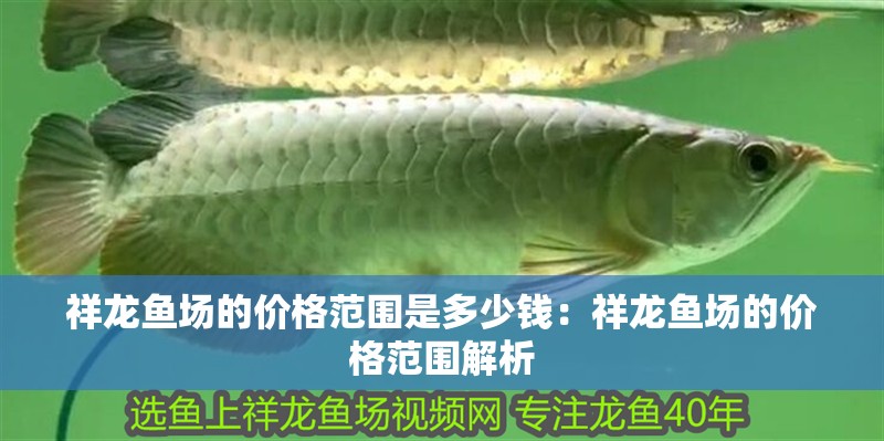祥龍魚場的價格范圍是多少錢：祥龍魚場的價格范圍解析