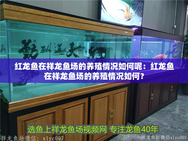 紅龍魚在祥龍魚場的養殖情況如何呢：紅龍魚在祥龍魚場的養殖情況如何？