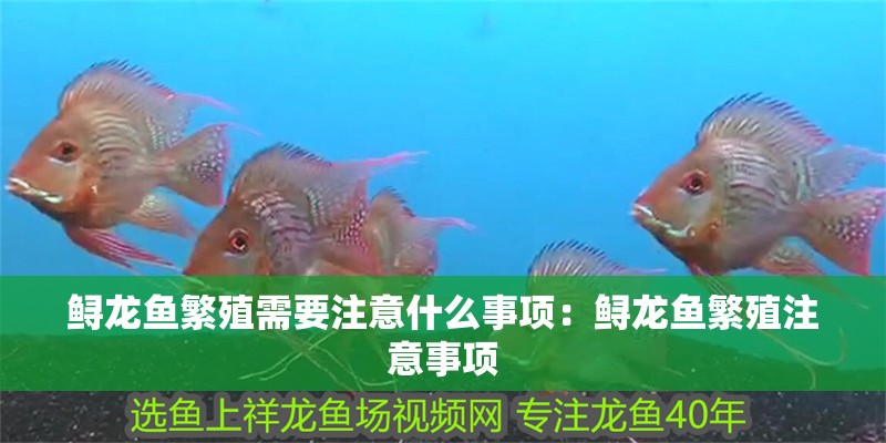 鱘龍魚繁殖需要注意什么事項：鱘龍魚繁殖注意事項 鱘龍魚繁殖需要注意什么事項：鱘龍魚繁殖注意事項 水族問答