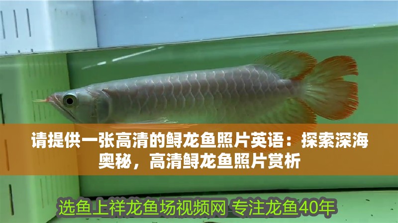 請提供一張高清的鱘龍魚照片英語：探索深海奧秘，高清鱘龍魚照片賞析