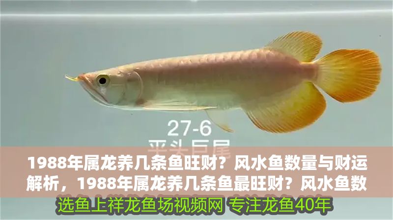 1988年屬龍養幾條魚旺財?風水魚數量與財運解析,1988年屬龍養幾條魚最旺財?風水魚數量與財運全解析 龍魚百科 第1張 1988年屬龍養幾條魚旺財?風水魚數量與財運解析,1988年屬龍養幾條魚最旺財?風水魚數量與財運全解析 1988年屬龍養幾條魚旺財?風水魚數量與財運解析,1988年屬龍養幾條魚最旺財?風水魚數量與財運全解析 龍魚百科 第1張