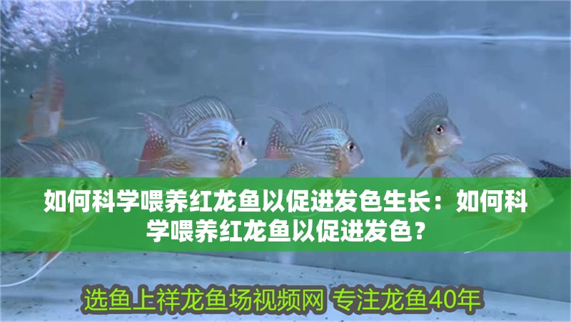 如何科學(xué)喂養(yǎng)紅龍魚以促進(jìn)發(fā)色生長：如何科學(xué)喂養(yǎng)紅龍魚以促進(jìn)發(fā)色？