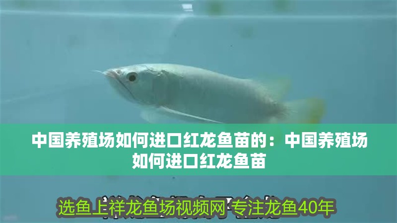 中國養殖場如何進口紅龍魚苗的：中國養殖場如何進口紅龍魚苗