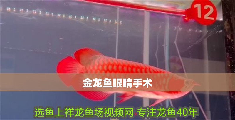 金龍魚眼睛手術(shù)