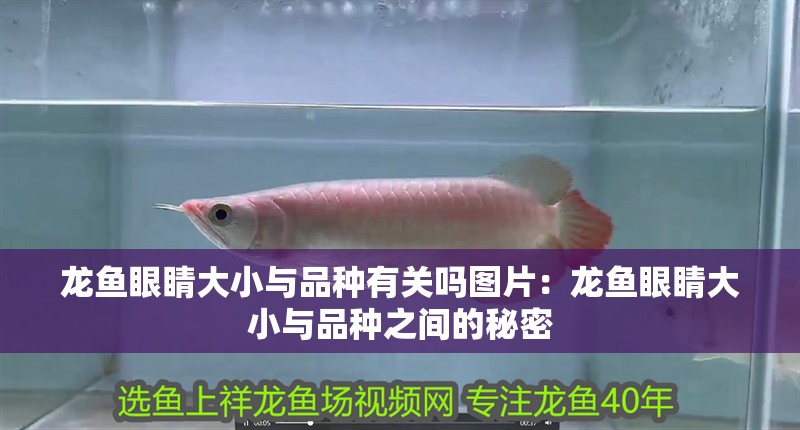 龍魚眼睛大小與品種有關嗎圖片：龍魚眼睛大小與品種之間的秘密 龍魚眼睛大小與品種有關嗎圖片：龍魚眼睛大小與品種之間的秘密 水族問答