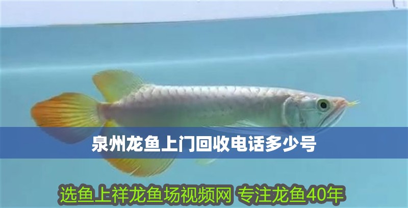 泉州龍魚上門回收電話多少號