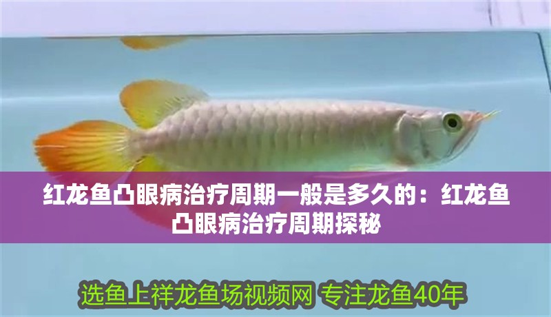 紅龍魚(yú)凸眼病治療周期一般是多久的：紅龍魚(yú)凸眼病治療周期探秘