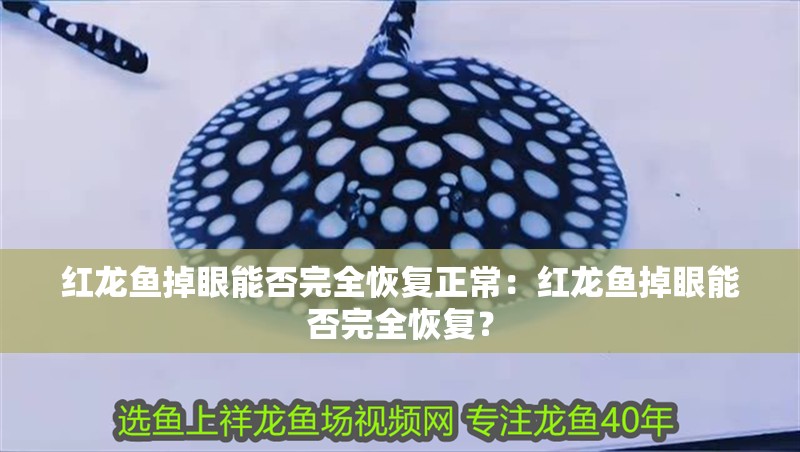 紅龍魚掉眼能否完全恢復正常：紅龍魚掉眼能否完全恢復？
