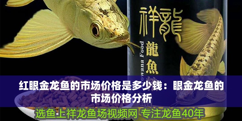紅眼金龍魚的市場價格是多少錢：眼金龍魚的市場價格分析