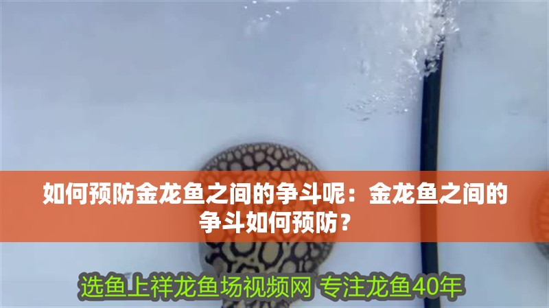 如何預防金龍魚之間的爭斗呢：金龍魚之間的爭斗如何預防？
