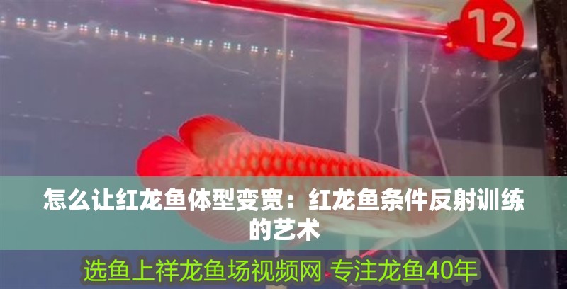 怎么讓紅龍魚體型變寬：紅龍魚條件反射訓練的藝術