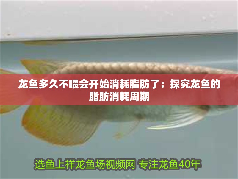 龍魚多久不喂會(huì)開(kāi)始消耗脂肪了：探究龍魚的脂肪消耗周期