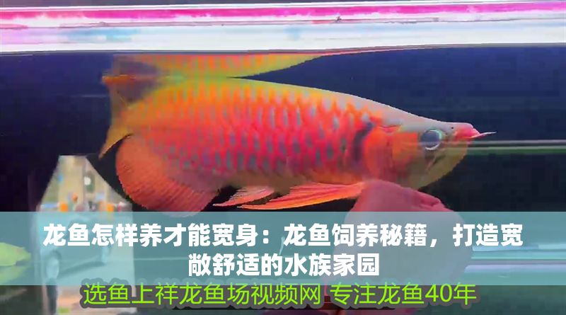 龍魚怎樣養才能寬身：龍魚飼養秘籍，打造寬敞舒適的水族家園
