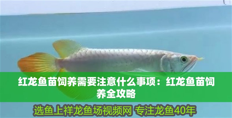 紅龍魚苗飼養需要注意什么事項：紅龍魚苗飼養全攻略