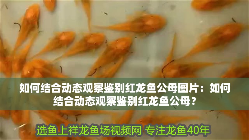 如何結合動態觀察鑒別紅龍魚公母圖片：如何結合動態觀察鑒別紅龍魚公母？