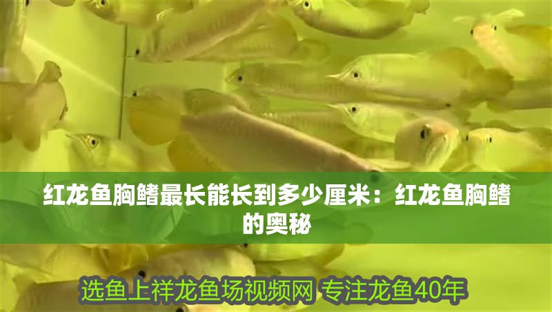 紅龍魚(yú)胸鰭最長(zhǎng)能長(zhǎng)到多少厘米：紅龍魚(yú)胸鰭的奧秘
