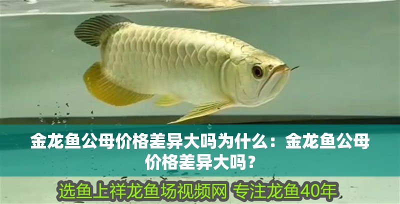 金龍魚公母價格差異大嗎為什么：金龍魚公母價格差異大嗎？