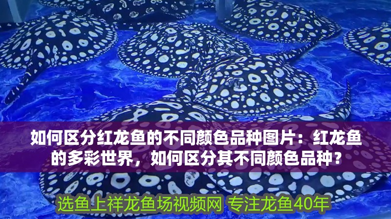 如何區(qū)分紅龍魚的不同顏色品種圖片：紅龍魚的多彩世界，如何區(qū)分其不同顏色品種？