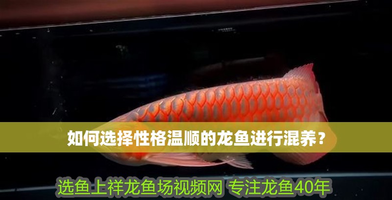如何選擇性格溫順的龍魚進行混養？ 如何選擇性格溫順的龍魚進行混養？ 龍魚百科