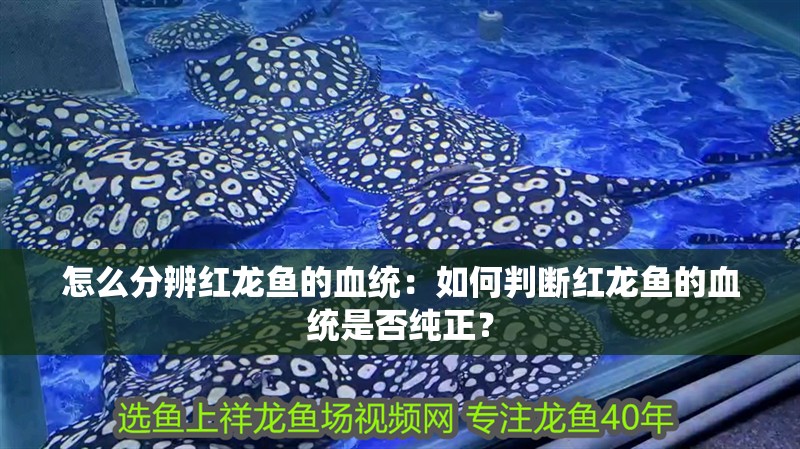 怎么分辨紅龍魚的血統：如何判斷紅龍魚的血統是否純正？