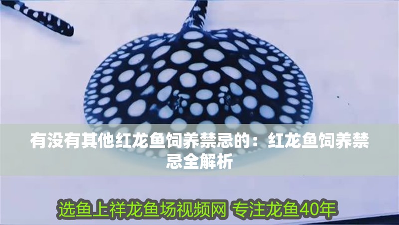 有沒有其他紅龍魚飼養禁忌的：紅龍魚飼養禁忌全解析