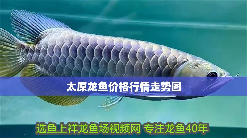 太原龍魚價格行情走勢圖