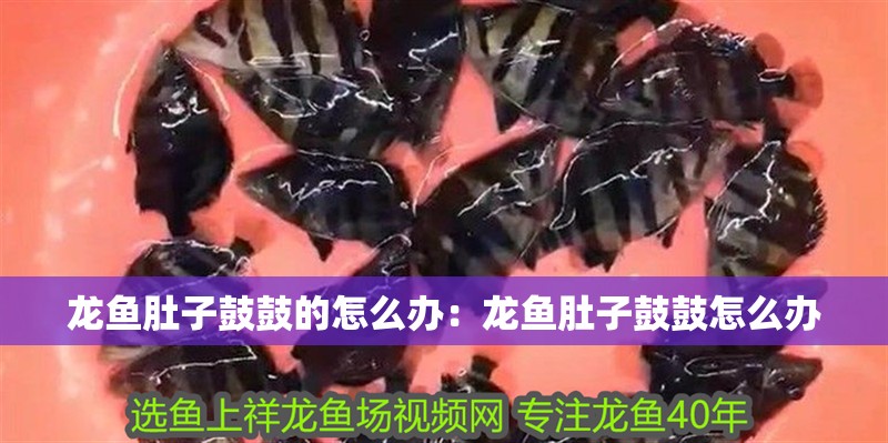 龍魚肚子鼓鼓的怎么辦：龍魚肚子鼓鼓怎么辦