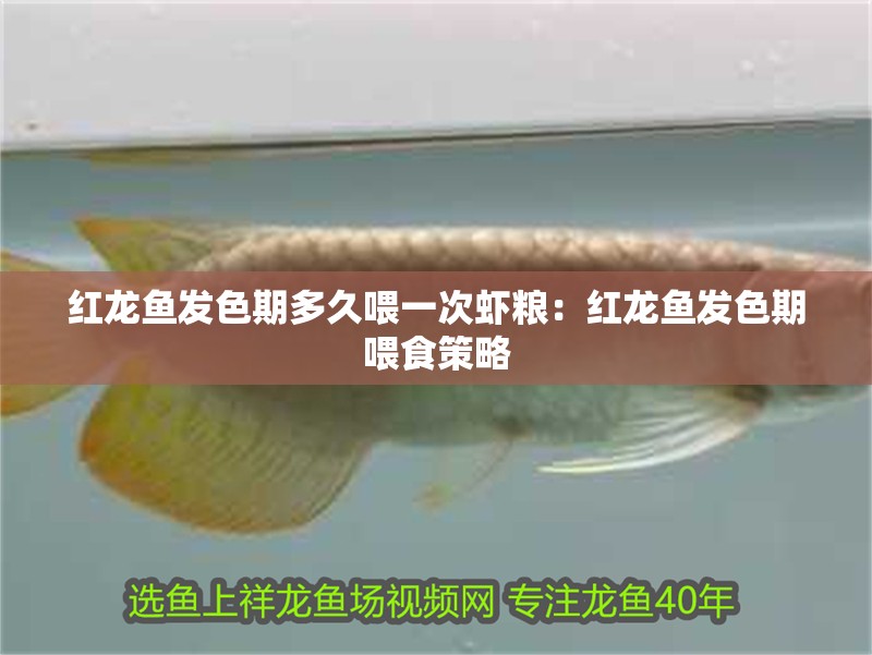 紅龍魚發色期多久喂一次蝦糧：紅龍魚發色期喂食策略