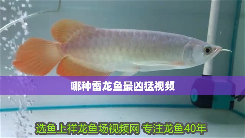 哪種雷龍魚最兇猛視頻