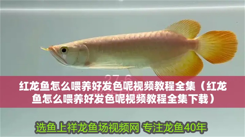 紅龍魚怎么喂養好發色呢視頻教程全集（紅龍魚怎么喂養好發色呢視頻教程全集下載）