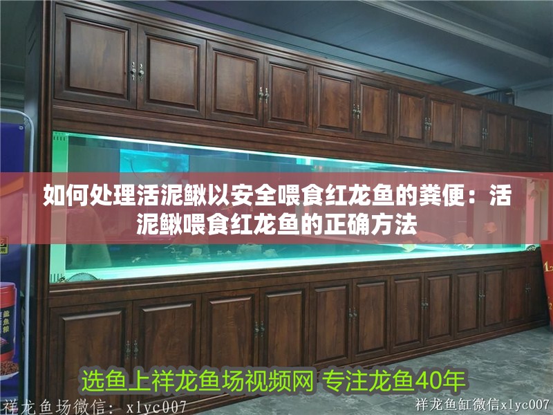 如何處理活泥鰍以安全喂食紅龍魚的糞便：活泥鰍喂食紅龍魚的正確方法