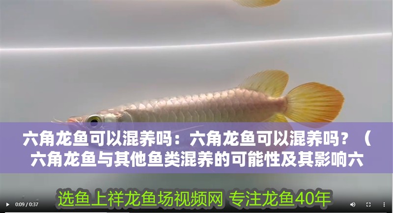 六角龍魚可以混養(yǎng)嗎：六角龍魚可以混養(yǎng)嗎？（六角龍魚與其他魚類混養(yǎng)的可能性及其影響六角龍魚混養(yǎng)）