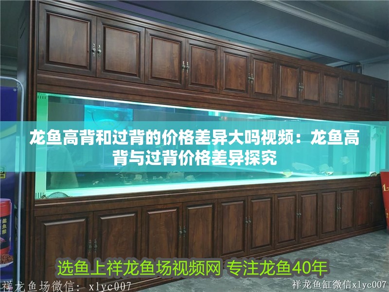 龍魚高背和過背的價格差異大嗎視頻：龍魚高背與過背價格差異探究