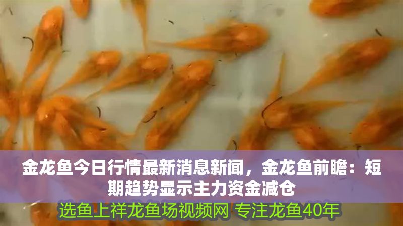金龍魚今日行情最新消息新聞，金龍魚前瞻：短期趨勢顯示主力資金減倉