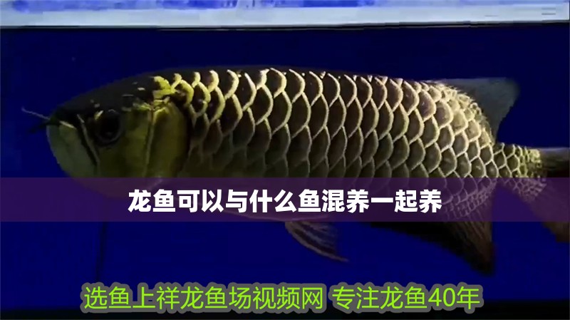 龍魚可以與什么魚混養一起養