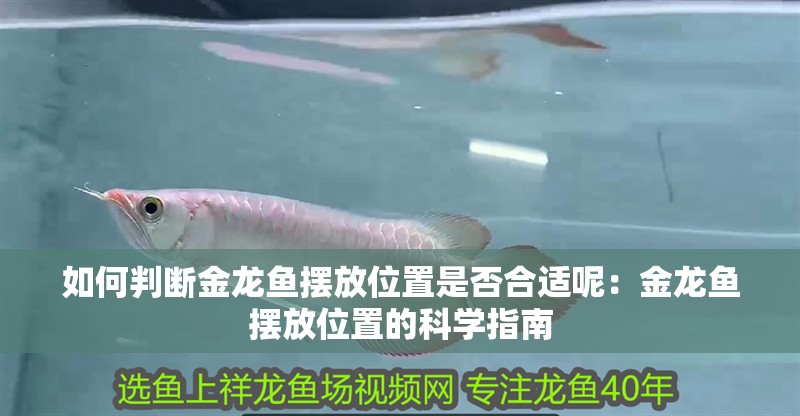 如何判斷金龍魚擺放位置是否合適呢：金龍魚擺放位置的科學指南