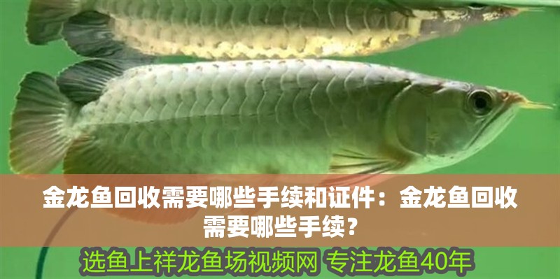 金龍魚回收需要哪些手續(xù)和證件：金龍魚回收需要哪些手續(xù)？
