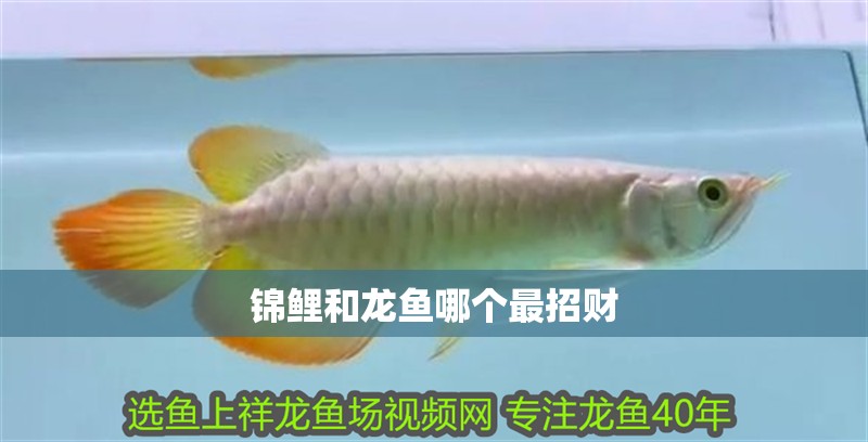 錦鯉和龍魚哪個最招財