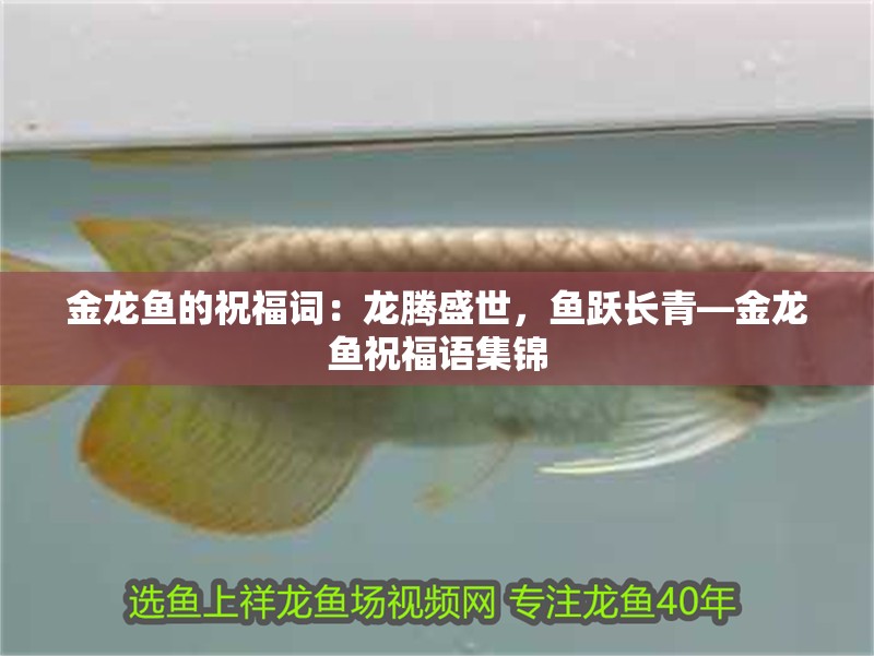 金龍魚的祝福詞：龍騰盛世，魚躍長青—金龍魚祝福語集錦