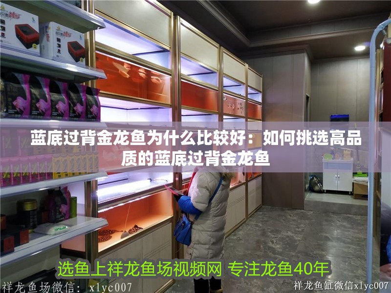 藍(lán)底過(guò)背金龍魚(yú)為什么比較好：如何挑選高品質(zhì)的藍(lán)底過(guò)背金龍魚(yú)