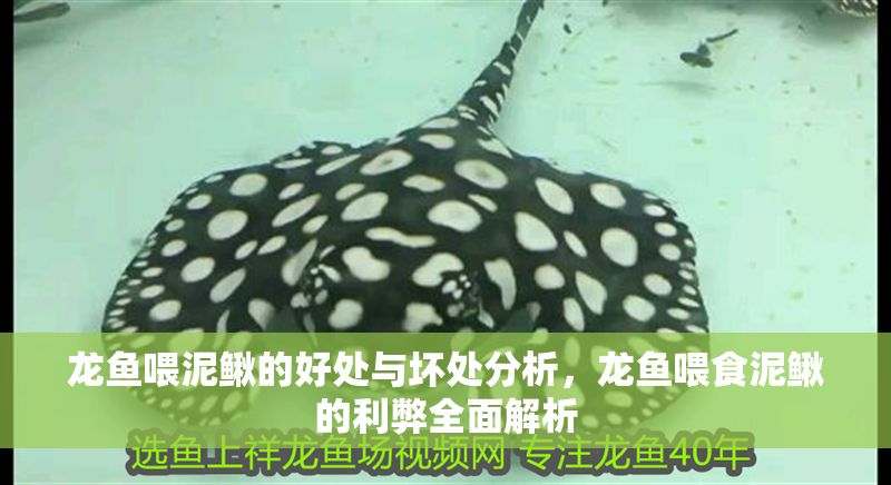 龍魚喂泥鰍的好處與壞處分析，龍魚喂食泥鰍的利弊全面解析
