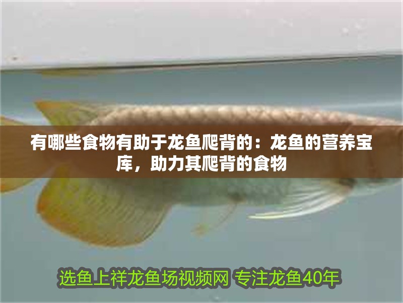 有哪些食物有助于龍魚爬背的：龍魚的營養寶庫，助力其爬背的食物