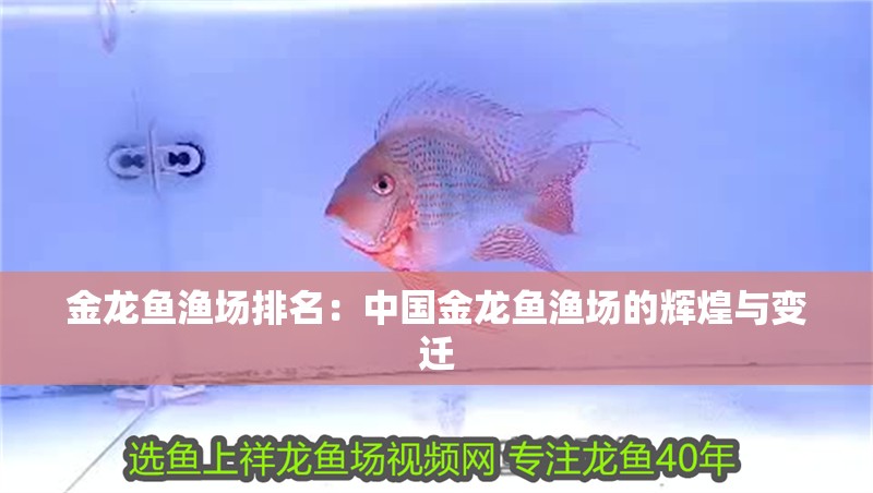 金龍魚漁場排名：中國金龍魚漁場的輝煌與變遷