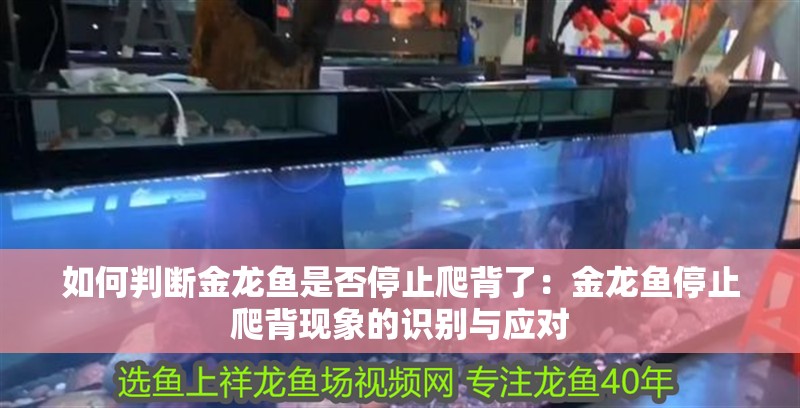 如何判斷金龍魚是否停止爬背了：金龍魚停止爬背現象的識別與應對