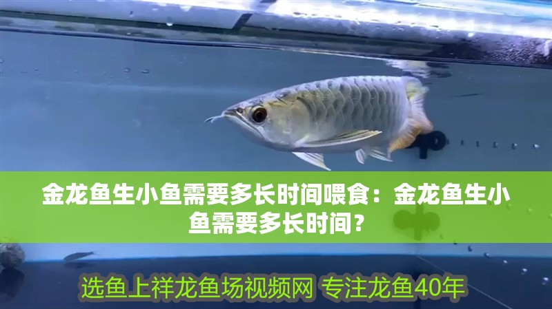 金龍魚生小魚需要多長時間喂食：金龍魚生小魚需要多長時間？