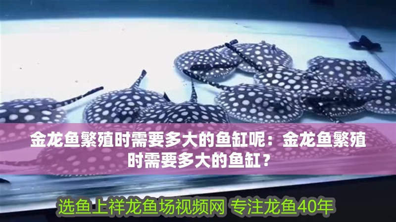 金龍魚繁殖時需要多大的魚缸呢：金龍魚繁殖時需要多大的魚缸？