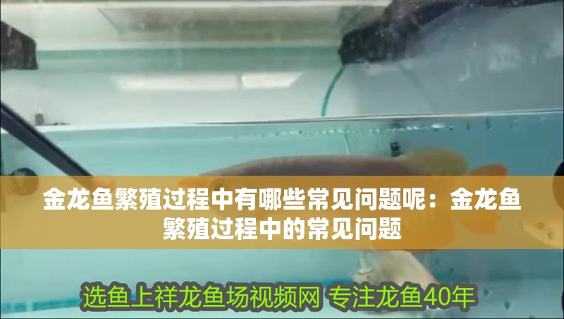 金龍魚繁殖過程中有哪些常見問題呢：金龍魚繁殖過程中的常見問題