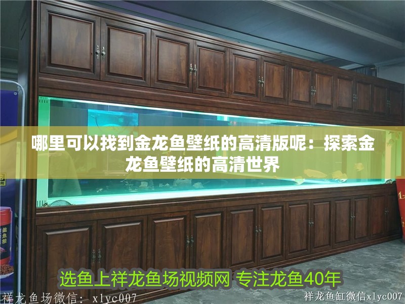 哪里可以找到金龍魚壁紙的高清版呢：探索金龍魚壁紙的高清世界