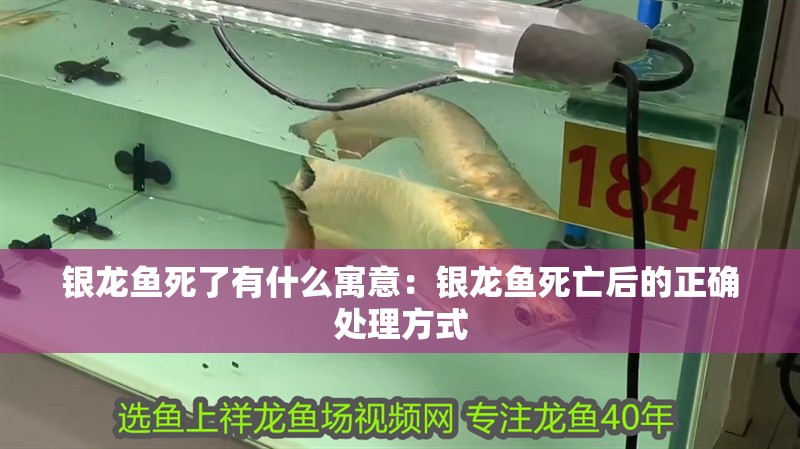 銀龍魚死了有什么寓意：銀龍魚死亡后的正確處理方式